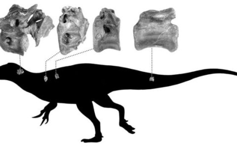 La silueta indica a donde pertenecerían los huesos del Vectaerovenator.