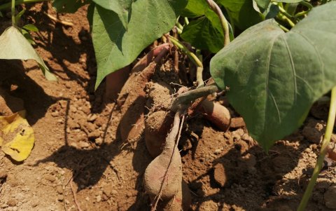 Se analiza una nueva variedad.