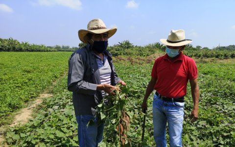 En un mes sale la cosecha.