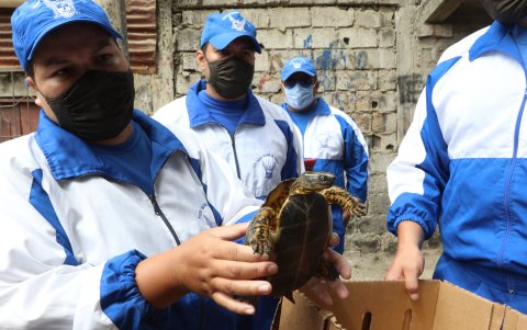 Hallazgo. una tortuga fue encontrada en uno de los solares intervenidos, fue puesta a buen recaudo.