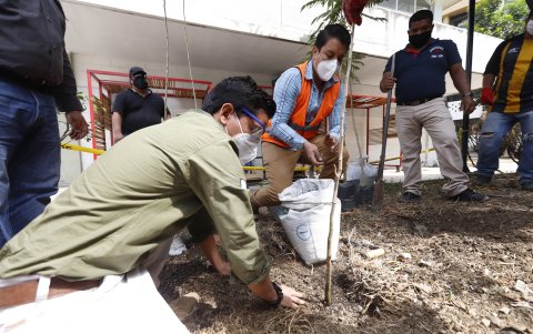 Ecologistas sembraron árboles en el mismo lugar donde se realizó la tala de especies.