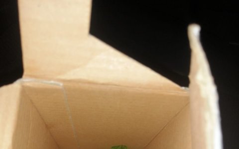 Daño. Generalmente, según denuncian los ciudadanos, las especies permanecen es espacios pequeños, que incluso suelen lesionarlos.