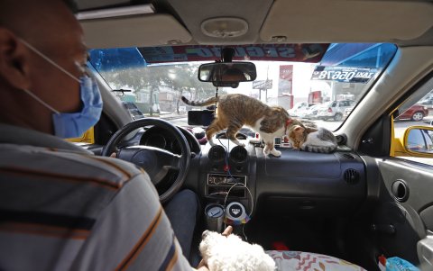 Cuidado. En sus collares, las mascotas tienen grabado el número celular de su dueño.
