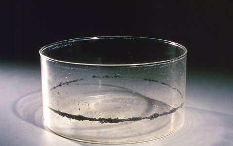 FLORIDA. En un recipiente de vidrio se observa un anillo de huevos del mosquito Aedes aegypti tras extraer el agua del interior.