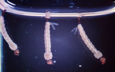 FLORIDA. Tres larvas de mosquito Aedes aegypti durante su cuarta etapa de desarrollo larvario.