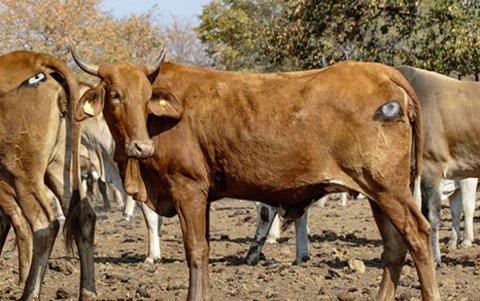 De momento, esta técnica parece que funciona, es económica y puede contribuir al siempre difícil equilibrio entre la vida salvaje y la ganadería.