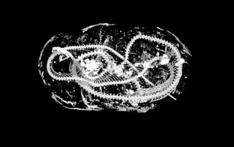 Una imagen escaneada de los restos enrollados de una cobra egipcia