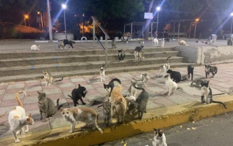 Los gatitos de El pescador comen una vez al día.