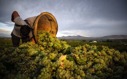 Espira-De-L'Agly. Un hombre descarga kas uvas en un viñedo en esta zona del sur de Francia.
