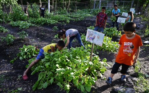 EL CHAPARRAL. Un grupo de niños han activado un huerto cerca a sus casas, en una alternativa para sostener a sus familias durante la pandemia.