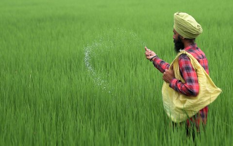 AMRITSAR. Un hombre lanza fertilizante sonbre un sembrío de arroz en esta zona rural de la India.