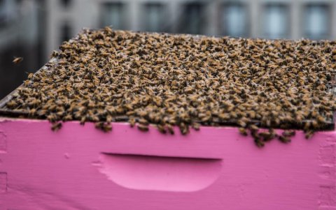 Apicultura en el corazón de Nueva York.