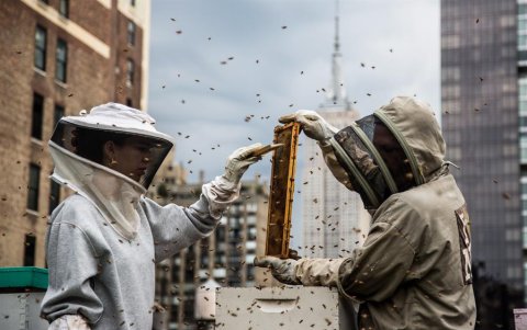 Apicultura en el corazón de Nueva York.