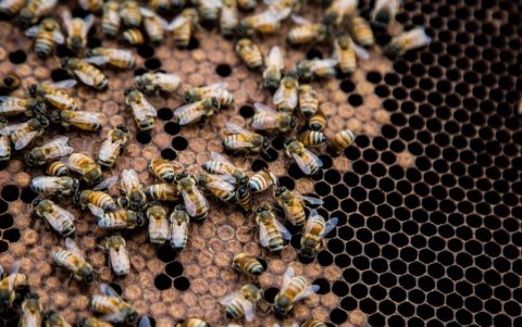 Apicultura en el corazón de Nueva York.