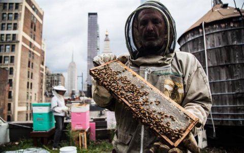 Apicultura en el corazón de Nueva York.