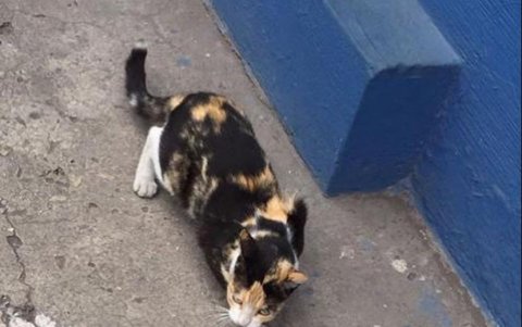 La iniciativa está dirigida también a ayudar a los animales en situación de abandono.