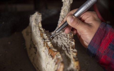 Román espera encontrar fósiles muy, muy primitivos.