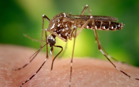 MIAMI. Una hembra del mosquito Aedes aegypti obtiene sangre de un ser humano. La fto fue cedida por los Centros para el Control y Prevención de Enfermedades (CDC) de Estados Unidos.