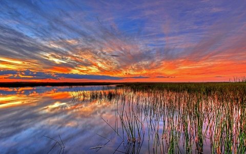 FLORIDA. La agencia estadounidense de protección del medioambiente para soltar mosquitos modificados en laboratorio en Florida, donde el dengue causa estragos desde 2013.