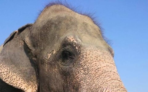 Es amante de los animales y promueve desde niña su cuidado.