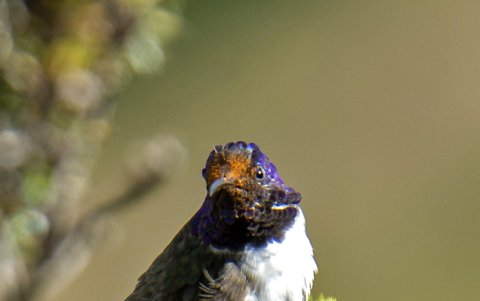 Además, la Estrellita Ecuatoriana es el único colibrí que puede vivir a 5.200 metros de altura.