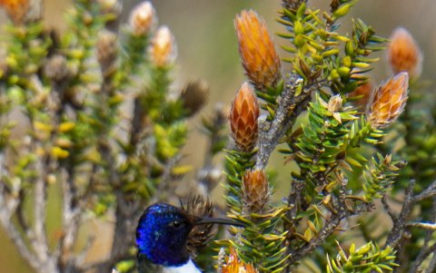El colibrí vive en la reserva natural Chakana, en las faldas del volcán ecuatoriano Antisana (50 km al sureste de Quito), uno de los lugares donde se hizo el estudio.