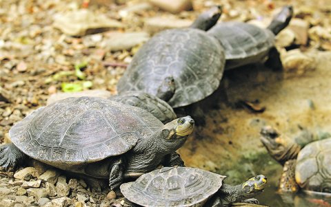 Especies. Por primera vez nacerán tortugas en el sitio.