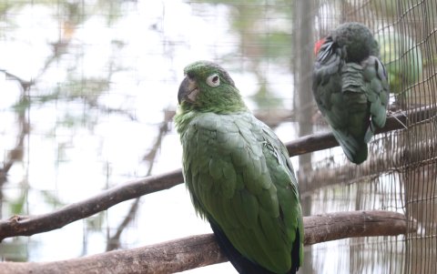 Especies. Hay todo tipo de aves e insectos, además de monos y peces.