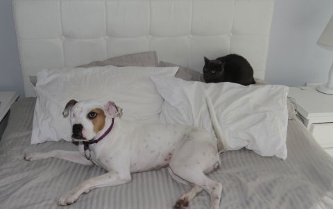 La cachorra comparte con Vito, el gato, la cama de sus padres adoptivos.