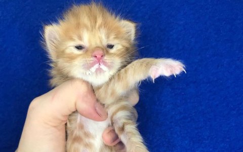 El refugio sube a las redes sociales los casos que recibe y sus progresos.