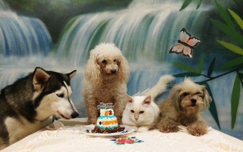 Sus amigos perrunos acompañaron a Copito en la celebración.