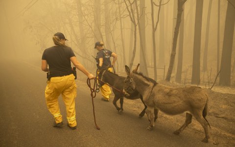 Berry Creek. Un par de bomberos rescatan a varios asnos que deambulan por una zonas afectada por la humareda de los fuegos cercanos.