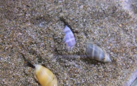 Las conchillas comunes en las playas arenosas están entre las especies susceptibles a sufrir los efectos de la acidifación océanica.