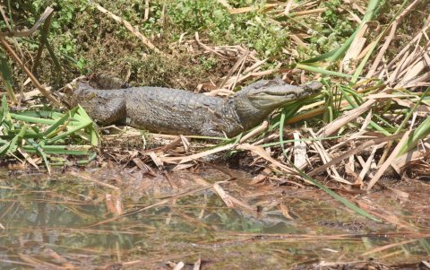 Imagen del caimán que fue trasladado al Parque El Lago.