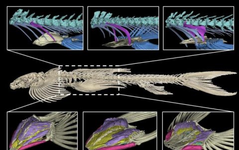 Imagen de la estructura esquelética de la Cryptotora thamicola.