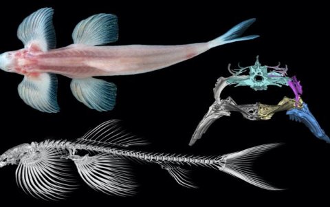 Imagen de la estructura esquelética de la Cryptotora thamicola.