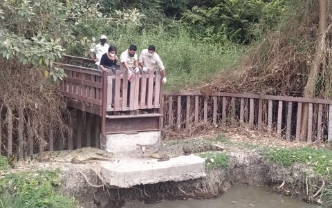 Son 15 cocodrilos los que viven en Santay. Los animales son uno de las mayores atractivos de esta zona protegida