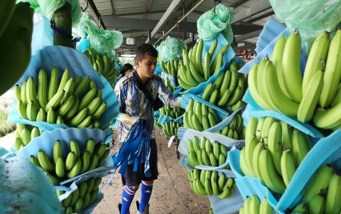 El banano representó importantes ingresos para el país en medio de la pandemia.