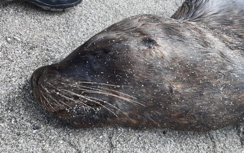 El animal tiene un golpe cerca de la cabeza, personal de Ambiente procedió ya a revisarlo.