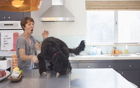 Los animales pueden transmitir enfermedades, aléjelos de la cocina