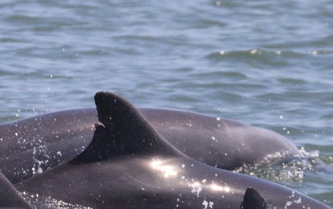 Se habla de comunidades de delfines porque habitualmente viven en grupos estables y sus miembros están emparentados entre sí.