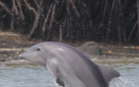 Los delfines del estuario interior del Golfo de Guayaquil, conocidos como bufeos, constituyen un atractivo turístico en sectores como El Morro y Posorja.