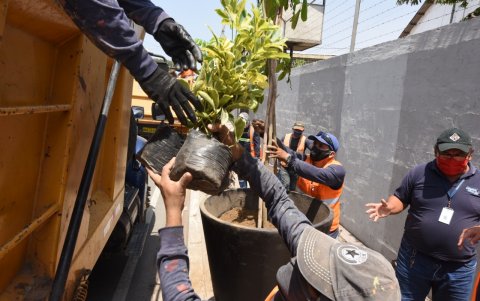 Trabajo. Los primeros 24 árboles fueron instalados en macetas.