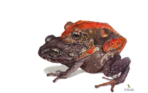 Pristimantis samaniegoi, otro de los anfibios presentadores por investigadores ecuatorianos