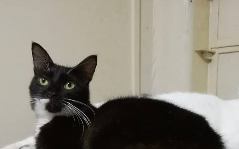 Bigotes es uno de los casos tristes. Se escapó del hogar que lo había adoptado. Aún no aparece.