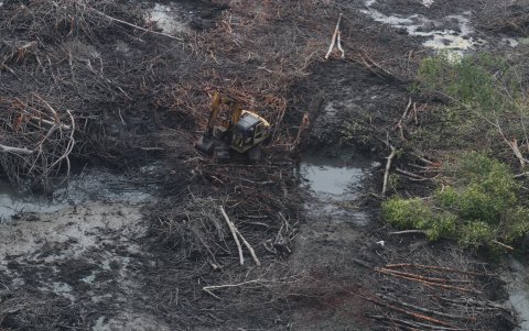 Al menos 40,55 hectáreas de manglar han sido depredadas por la empresa Negodich S.A,