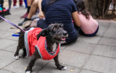 Este, fue uno de los perros que fue rescatado en la feria del pasado sábado