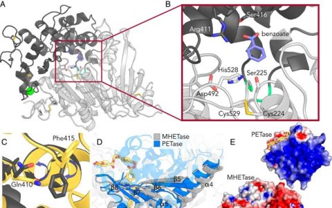 Análisis de la estructura del enzima MHETase.
