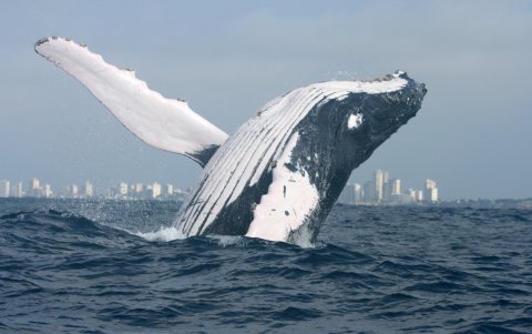 Los años dedicados al estudio de estos gigantes mamíferos marinos les ha permitido tomar fotos espectaculares de sus característicos saltos.