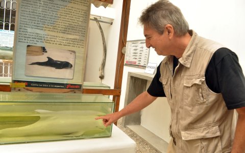 Fernando Félix junto a un especimen de ballena dentada o falsa orca que conservan en el Museo de las Ballenas, de Salinas.